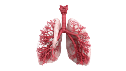 3D anatomical illustration of lungs and airways