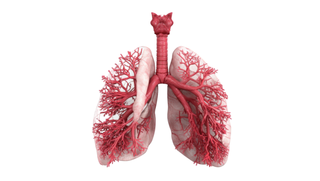 3D anatomical illustration of lungs and airways