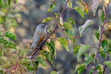 The white-capped bunting or chestnut-breasted bunting is a species of bird in the family Emberizidae.