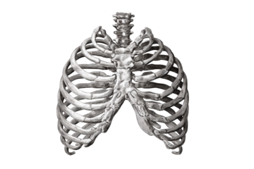 Skeletal ribcage graphic