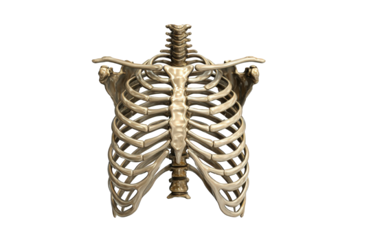 Human rib cage skeleton