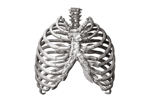 Skeletal ribcage graphic