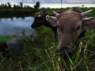 Water buffalo grazing by pond in Vietnamese countryside