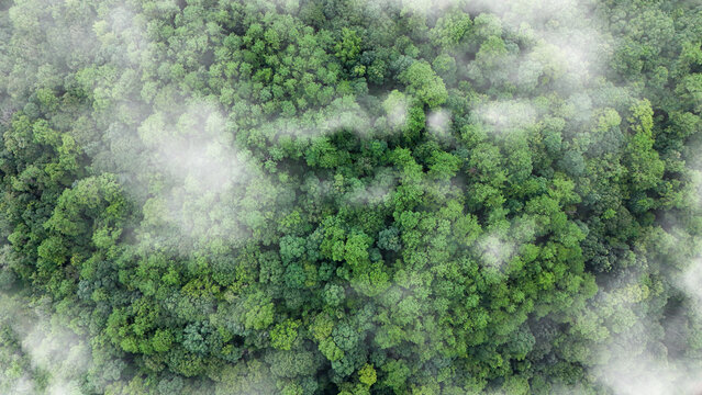 Green tree nature background for carbon neutrality and net zero emissions concept. Drone view of green tree captures CO2 to Sustainable green environment. - Powered by Adobe