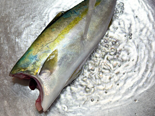 新鮮なハマチの下処理と洗浄風景
