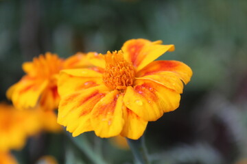 Tagetes erecta or the French Marigold beautiful yellow flowers