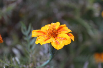 Tagetes erecta or the French Marigold beautiful yellow flowers