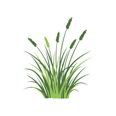 Green grass plant illustration with long leaves and seed heads nature concept.