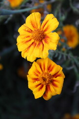 Tagetes erecta or the French Marigold beautiful yellow flowers