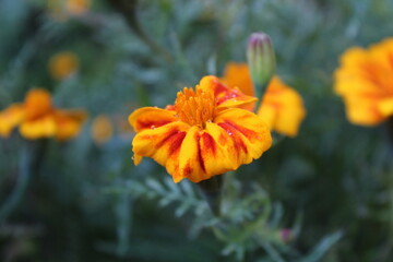 Tagetes erecta or the French Marigold beautiful yellow flowers