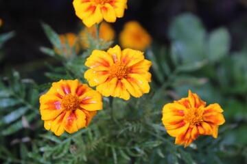 Tagetes erecta or the French Marigold beautiful yellow flowers