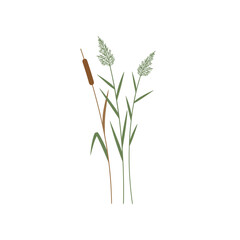 Illustration of Cattail and Reeds on a White Background.