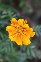 Tagetes erecta or the French Marigold beautiful yellow flowers