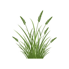 Illustration of Green Grass with Seed Heads.