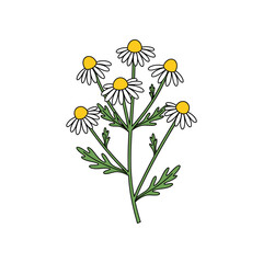 Vibrant Chamomile Flowers Blooming on a White Background.