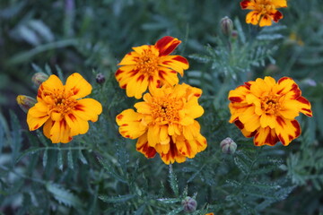 Tagetes erecta or the French Marigold beautiful yellow flowers