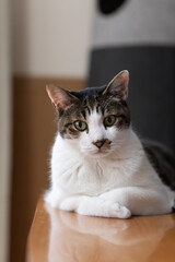 見つめる可愛い猫　キジトラ白	