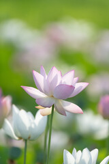 Obraz premium 美しい蓮の花 
