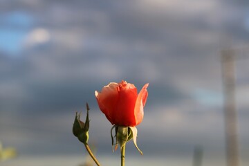 秋の曇り空とバラの花