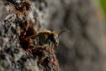 Macro photograph of the stingless bee Melipona eburnia, a native species of the Amazon rainforest. Its medicinal honey is prized by Amazonian communities that keep these bees to harvest their honey