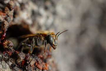 Macro photograph of the stingless bee Melipona eburnia, a native species of the Amazon rainforest. Its medicinal honey is prized by Amazonian communities that keep these bees to harvest their honey