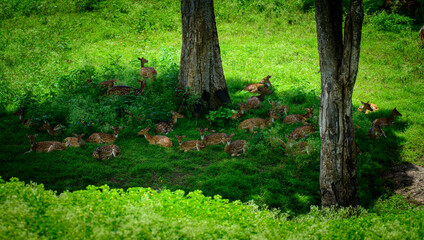 Group of Spotted Deer resting under a huge trees shadow