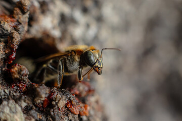 Macro photograph of the stingless bee Melipona eburnia, a native species of the Amazon rainforest. Its medicinal honey is prized by Amazonian communities that keep these bees to harvest their honey