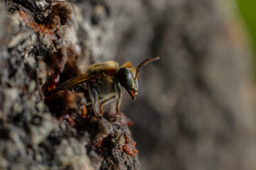 Macro photograph of the stingless bee Melipona eburnia, a native species of the Amazon rainforest. Its medicinal honey is prized by Amazonian communities that keep these bees to harvest their honey