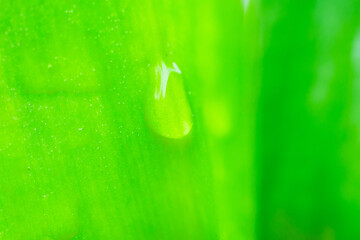 Beautiful rain water drop on green leaf closeup natural background