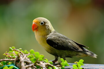 Fischer's Lovebird
