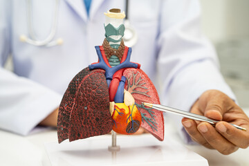 Naklejka na ściany i meble Pneumonia, lung cancer, Asian doctor holding human anatomy model for study diagnosis and treatment in hospital.