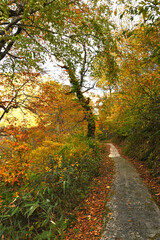 Fototapeta premium 紅葉に包まれた遊歩道