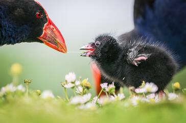 Pukeko feeding the chick on green grass. Western Springs Park, Auckland.