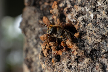 Macro photograph of the stingless bee Melipona eburnia, a native species of the Amazon rainforest. Its medicinal honey is prized by Amazonian communities that keep these bees to harvest their honey