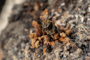 Macro photograph of the stingless bee Melipona eburnia, a native species of the Amazon rainforest. Its medicinal honey is prized by Amazonian communities that keep these bees to harvest their honey