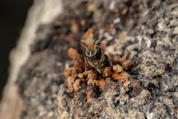 Macro photograph of a stingless bee (Melipona eburnia), a native Amazonian species known for...