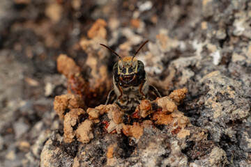 Macro photograph of a stingless bee (Melipona eburnia), a native Amazonian species known for...