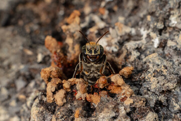 Macro photograph of a stingless bee (Melipona eburnia), a native Amazonian species known for...