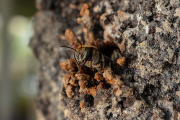 Macro photograph of a stingless bee (Melipona eburnia), an Amazonian species highly valued for its...