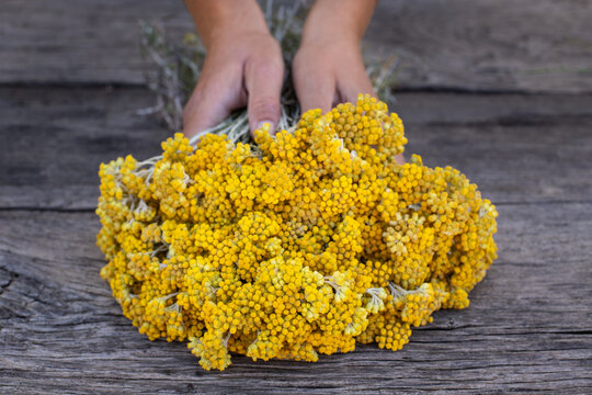 Wild yellow flower named helichrysum arenarium at the hands of a woman. 