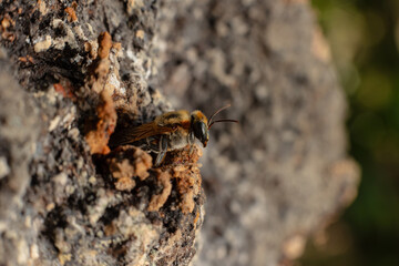 Macro photograph of a stingless bee (Melipona eburnia), an Amazonian species highly valued for its...