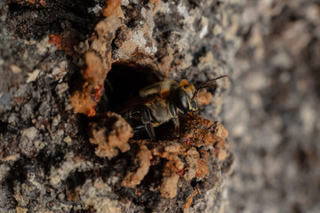 Macro photograph of a stingless bee (Melipona eburnia), an Amazonian species highly valued for its...