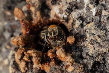 Macro photograph of a stingless bee (Melipona eburnia), an Amazonian species highly valued for its...