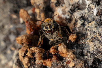Macro photograph of a stingless bee (Melipona eburnia), an Amazonian species highly valued for its...