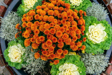 Orange chrysanthemums in circular arrangement with ornamental cabbage and silver foliage plant, autumn decorative planter display in garden or public space flower arrangement