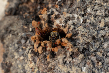 Macro photograph of a stingless bee (Melipona eburnia), an Amazonian species highly valued for its medicinal honey