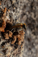 Macro photograph of a stingless bee (Melipona eburnia), an Amazonian species highly valued for its medicinal honey