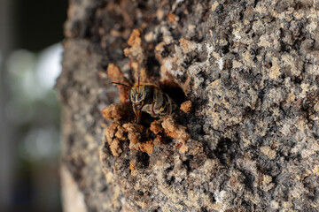 Macro photograph of a stingless bee (Melipona eburnia), an Amazonian species highly valued for its medicinal honey