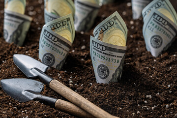 Rolled up 100 US dollar bills planted in seedling soil of the ground, closeup. One hundred dollars banknotes in the ground and shovels