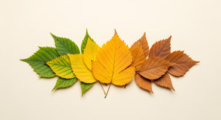 Autumnal leaf transformation gradient, vibrant green to golden yellow and rustic brown, symbolizing nature's seasonal cycle and serene passage of life and time
